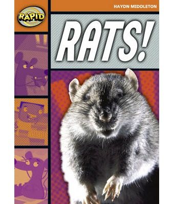 Rapid 4 B - Rats